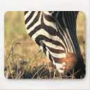 Suche nach der zebra der burchells Natur