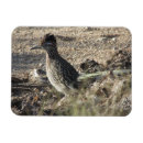 Suche nach roadrunner magnete Wüste