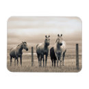 Suche nach prarie magnete Alberta