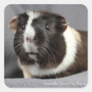 Suche nach schweinchen aufkleber Jede person