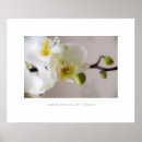 Suche nach orchideen dekoration poster Blumen