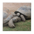 Suche nach niedliche schildkröten fliesen Reptil