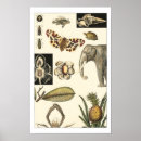 Suche nach gemalt poster Tiere