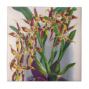 Suche nach wine fliesen Orchideen