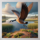 Suche nach kanada gänse poster Vogelvogel