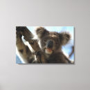 Suche nach koala leinwandbilder Tag