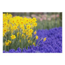 Suche nach keukenhof poster Design
