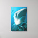 Suche nach haifisch leinwandbilder Fische