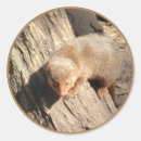 Suche nach mongoose aufkleber Wild