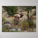 Suche nach elche poster Wild lebende tiere