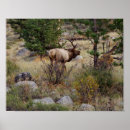 Suche nach mountain poster Rocky mountain nationalpark