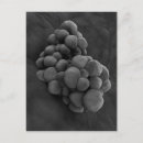 Suche nach mikroskopisch postkarten Mikroorganismus