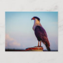 Suche nach florida vogel postkarten Wildtiere