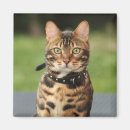 Suche nach bengalische katze magnete Kätzchen