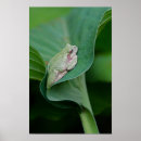 Suche nach grüner frosch poster Jede person