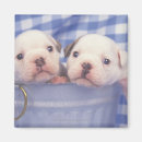 Suche nach eimer magnete Bulldogin