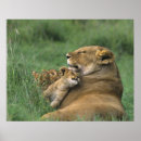 Suche nach afrikanischer löwe poster Panthera leo