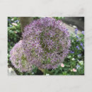 Suche nach violett postkarten Blumenreich