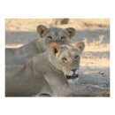 Suche nach wilder löwe poster Afrika