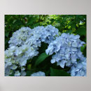 Suche nach blaue hydrangeas poster Botanisch