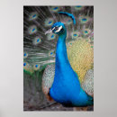Suche nach peacock poster Grün