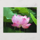 Suche nach lotus postkarten Tropisch