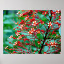 Suche nach bush poster Blume