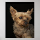 Suche nach yorkies poster Tiere