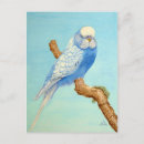 Suche nach budgie postkarten Aquarell