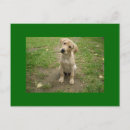 Suche nach labrador welpe postkarten Für alle