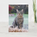 Suche nach stroh postkarten Katze