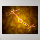 Suche nach neuron poster Nervensystem