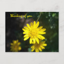 Suche nach schwanz postkarten Blume