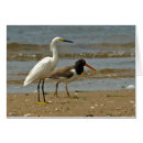 Suche nach egretta Egretta thula