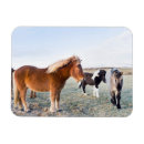 Suche nach isländische magnete Pferd