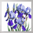 Suche nach iris blume poster Aquarell