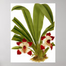 Suche nach rote orchidee poster Natur