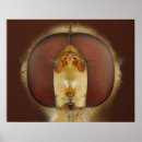 Suche nach körperteil poster Biologie