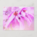 Suche nach blüht postkarten Rosa