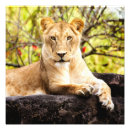 Suche nach lioness poster Tierwelt