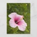 Suche nach polynesisch postkarten Blume