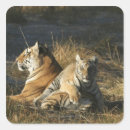 Suche nach panthera tigris aufkleber Gefahr