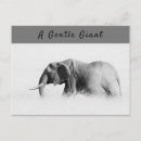 Suche nach elephant postkarten Safari