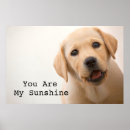 Suche nach labrador welpe poster Haustiere