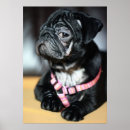 Suche nach möpse poster Mops