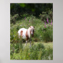 Suche nach shetland pony poster Blume