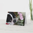 Suche nach bostonterrier Hund