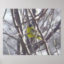 Suche nach nackt poster Vogel