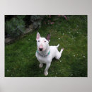 Suche nach bull terrier poster Niedlich