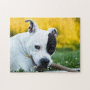 Suche nach staffordshire bull terrier puzzle Hund